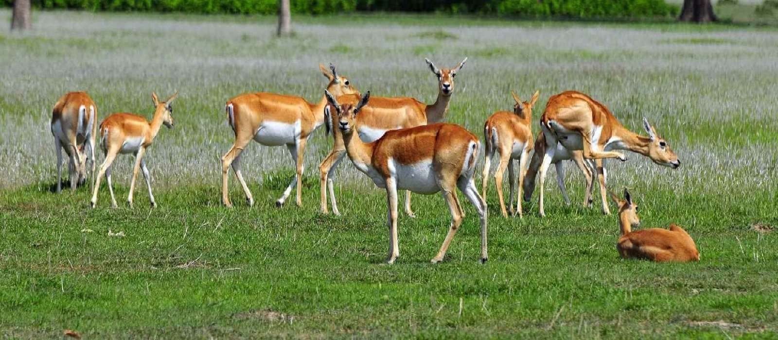 Bardia Jungle Safari Tour